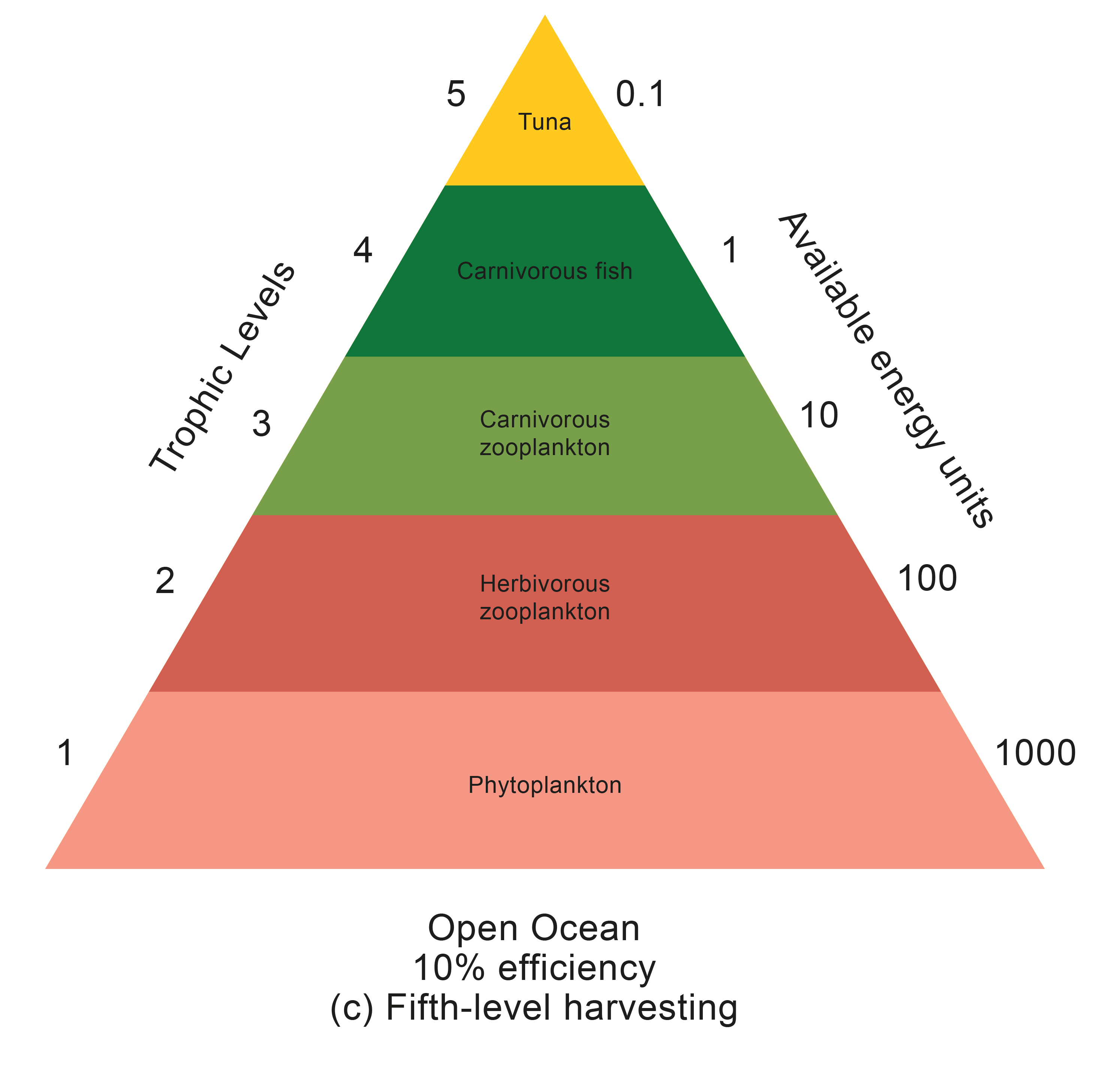 Pyramids Of Biomass Worksheet - Ivuyteq